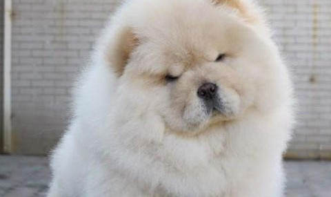 松狮犬和哈士奇哪个好养