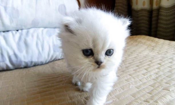 宠物猫多久做一次驱虫