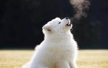 狗狗每天晚上哼哼唧唧咋回事儿