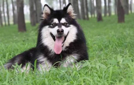 狗狗呕吐吃什么药好得快