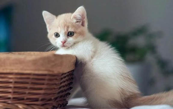 猫踩到屎后如何给它洗爪子