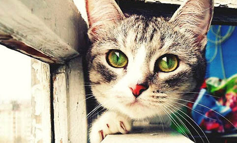 猫咪突然站不起来侧躺着是什么原因