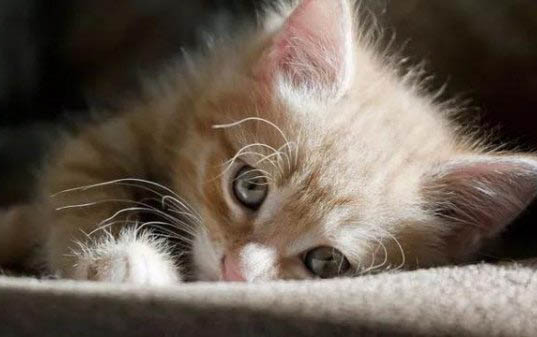 猫咪为什么慢慢不吃猫粮呢