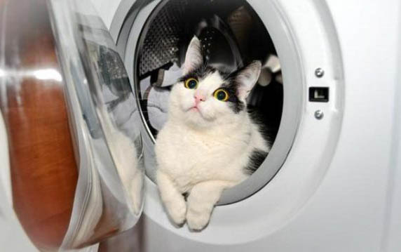 小猫咪为什么爱弓背