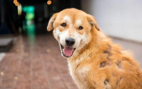 狗狗绝育手术需要多少钱