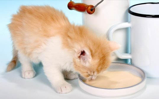 小猫打疫苗能预防猫癣吗