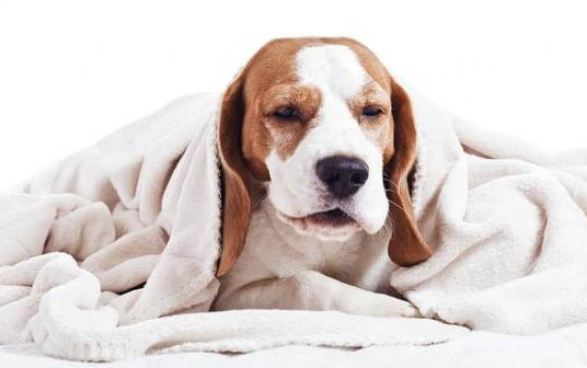 幼犬得了犬窝咳会死吗