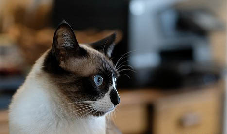 猫爬架哪个好用