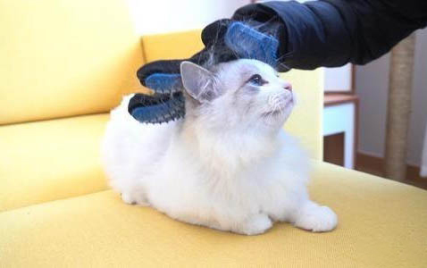 猫咪尿血呕吐不吃东西能治疗好吗