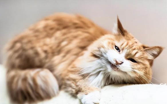 猫咪为什么老是便秘呢怎么办