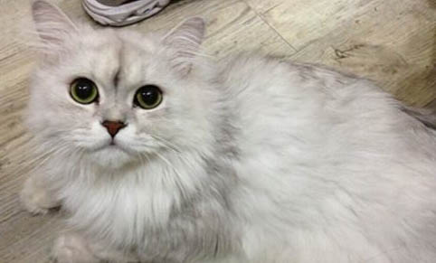 猫咪吃撑了会有哪些症状