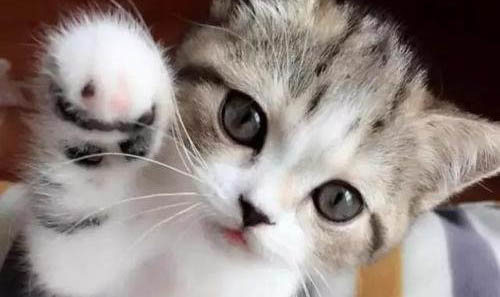 人工喂养的小奶猫长得很慢