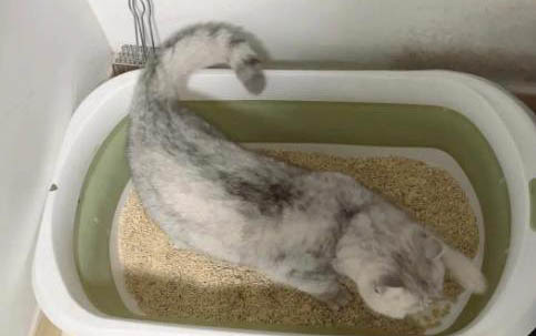 怀孕的猫喘粗气是要生了吗