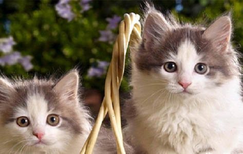 猫咪长毛囊炎怎么办?