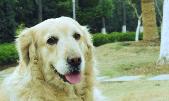 哪里有金毛幼犬卖