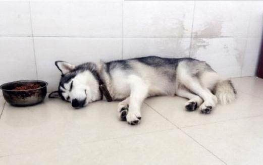 狗狗可以吃巧克力吗?