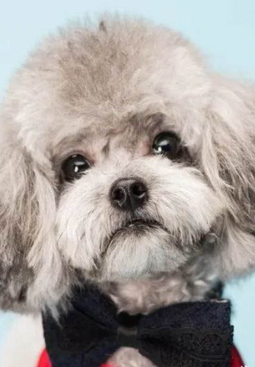 狗狗身上调节体温的汗腺分布在哪里