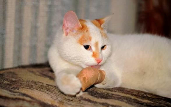 产后猫咪注意事项有哪些