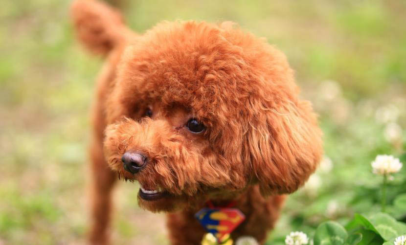 泰迪狗狗多久后可以打育苗