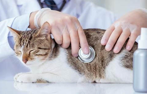 猫咪大小便失禁奄奄一息是什么原因