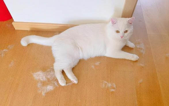 猫咪不会便秘的原因是什么