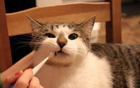小猫耳螨症状