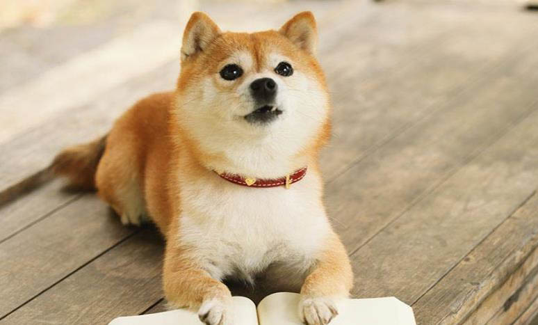 柴犬怎么训练？