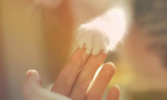 猫咪便血吃什么药
