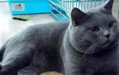 英短蓝猫掉毛严重吗