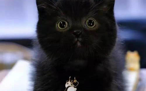猫咪肠胃炎可以喝葡萄糖吗