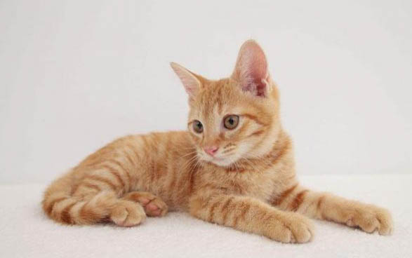 猫咪疫苗几个月打比较好