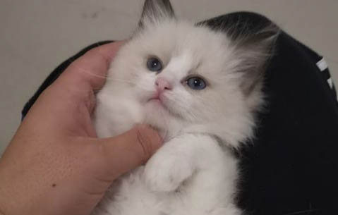 猫咪什么不能吃