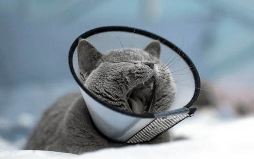 小猫出生第几天