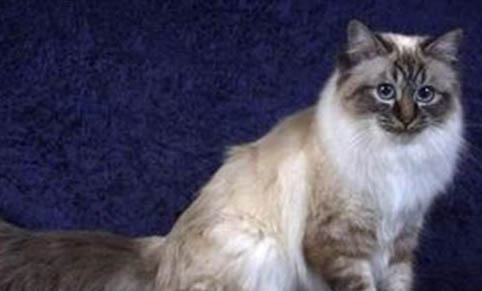 猫咪叫声沙哑而且叫声很小是怎么回事啊?
