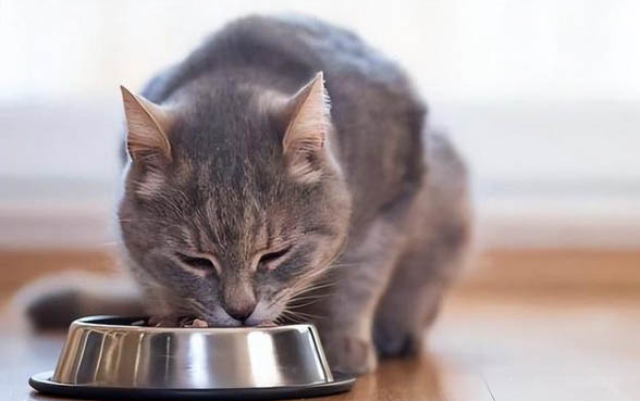 猫咪突然咬人是怎么回事