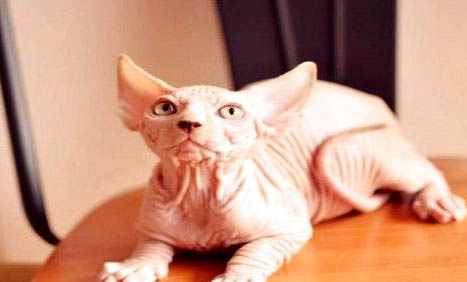 猫咪伤口可以用碘伏消毒吗