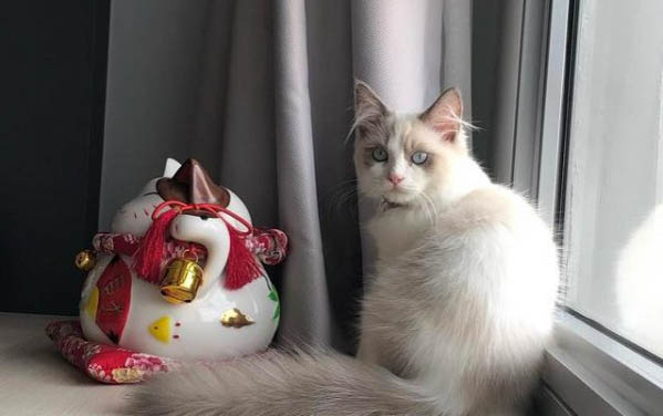猫咪拉稀打喷嚏流鼻涕怎么办
