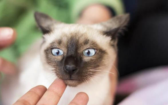 两个月的小猫不拉屎