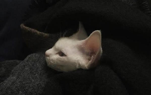 猫咪多久洗一次澡比较合适?