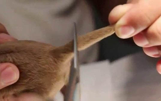 狗狗的各种生理习性