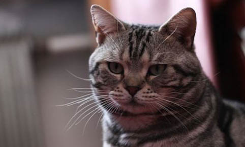 猫咪绝育要多久才能洗澡