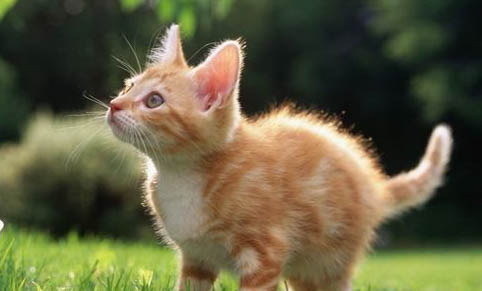 如何分辨猫咪公母