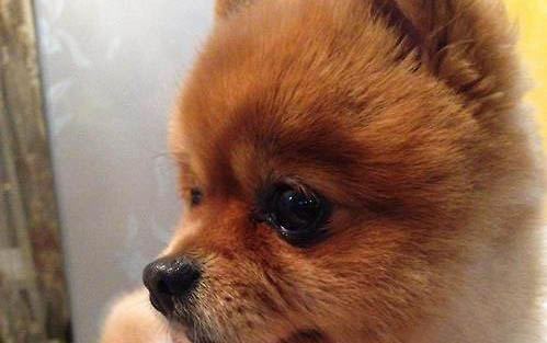 狗狗得狂犬病潜伏期是多久