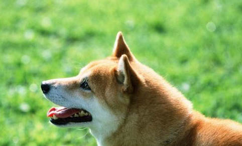 小柴犬怎么训练大小便