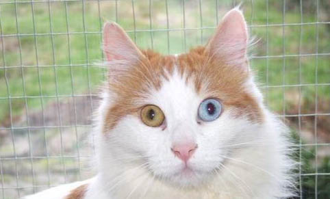 猫咪吃的生骨肉是什么