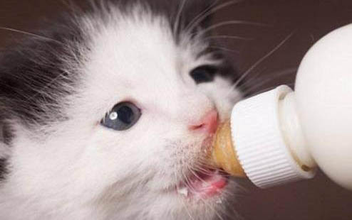家里的猫咪发情了该怎么办