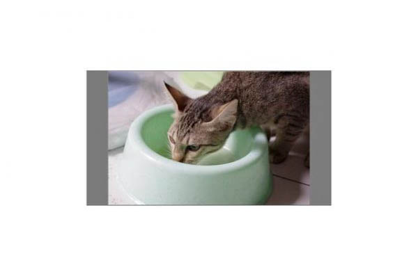 小猫上吐下泻不吃不喝怎么办?