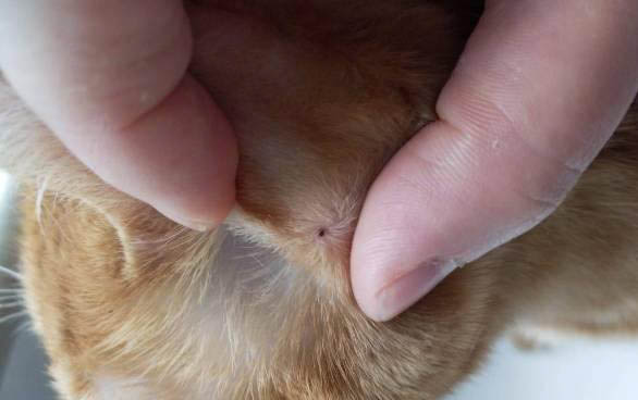 请问猫咪呕吐的原因及处理方法？