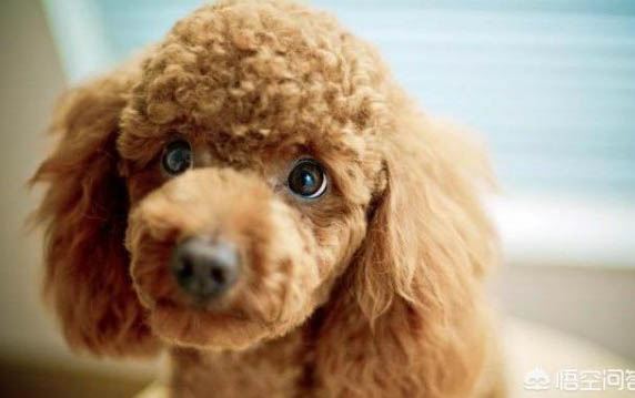 幼犬多久洗一次澡