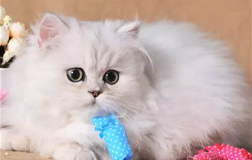 猫咪吐白沫是怎么回事?